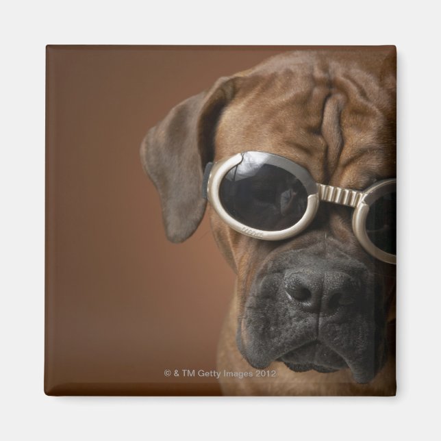 Imã Cachorros que vestem óculos escuros 3 (Frente)