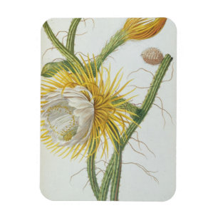 Ímã Cacto: Círio, Plantae Selectae" 175 de Trew do "