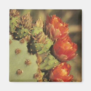Imã Cacto de pera espinhosa em flor, Arizona-Sonora 2