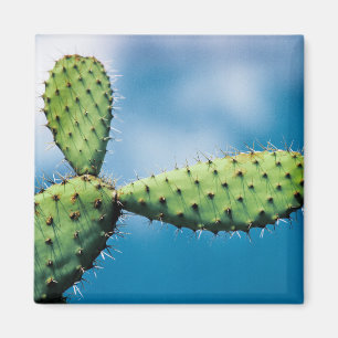 Imã Cacto de Prickley