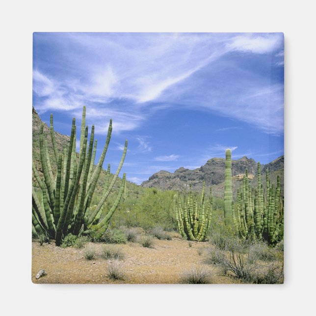 Imã Cacto do deserto no Monumento Nacional Organ Pipe, (Frente)