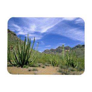 Ímã Cacto do deserto no Monumento Nacional Organ Pipe,
