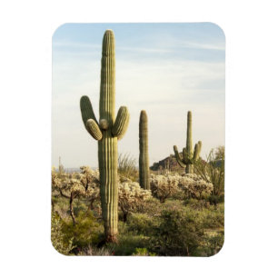 Ímã Cacto do Saguaro, arizona, EUA