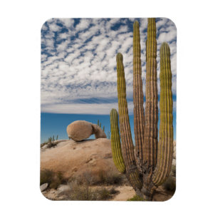 Ímã Cacto no cenário do deserto