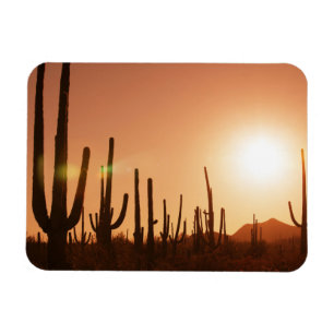 Ímã Cacto no deserto