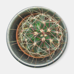 Imã Cacto no refrigerador