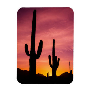 Ímã Cacto Saguaro ao nascer do sol, Arizona