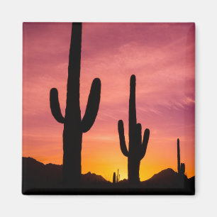 Imã Cacto saguaro ao nascer do sol, Arizona