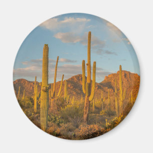 Imã Cacto Saguaro ao pôr do sol, Arizona