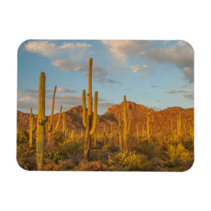 Ímã Cacto saguaro ao pôr do sol, Arizona