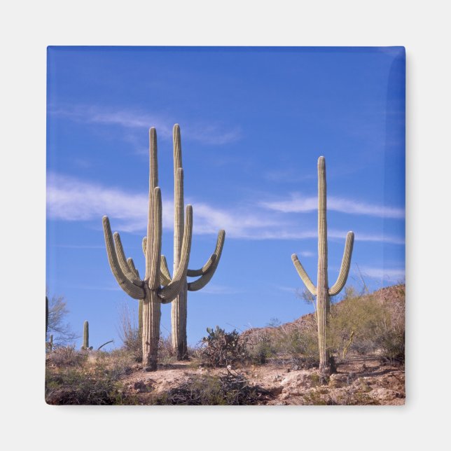 Imã Cacto Saguaro gigante multi braços, Saguaro (Frente)