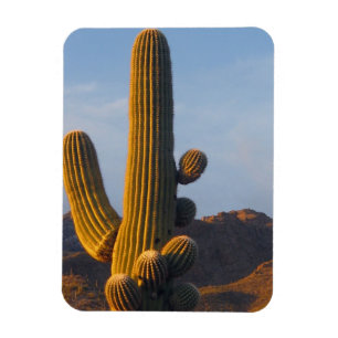Ímã Cacto Saguaro Iluminado pelo Sol