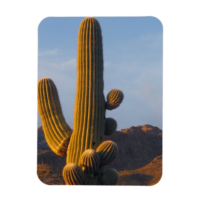 Ímã Cacto Saguaro Iluminado pelo Sol (Vertical)