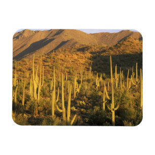 Ímã Cacto saguaro no Parque Nacional Saguaro perto