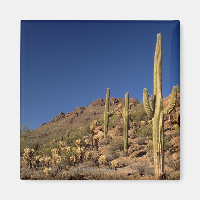 Imã Cactos de Saguaro e Montanhas Tucson, Tucson (Frente)