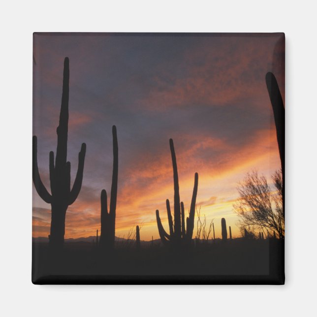 Imã cactos saguaro, Carnegiea gigantea, depois (Frente)