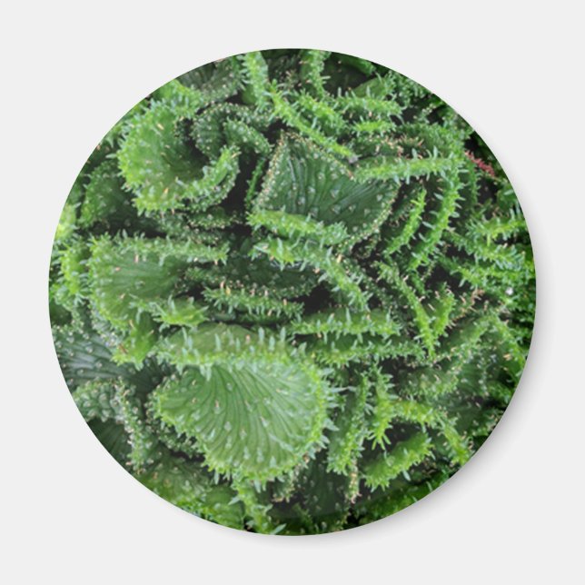 Imã Cactus (Frente)