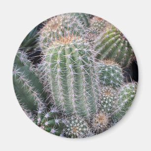 Imã Cactus