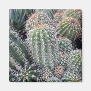Imã Cactus