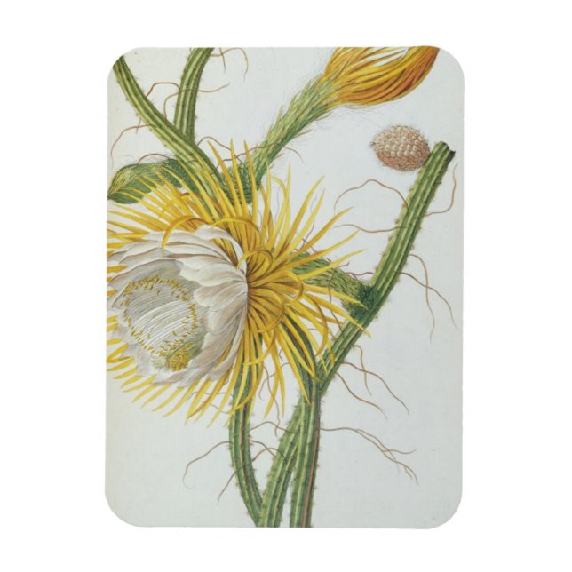 Ímã Cactus: Cereus, do "Plantae Selectae" de Trew 175 (Vertical)