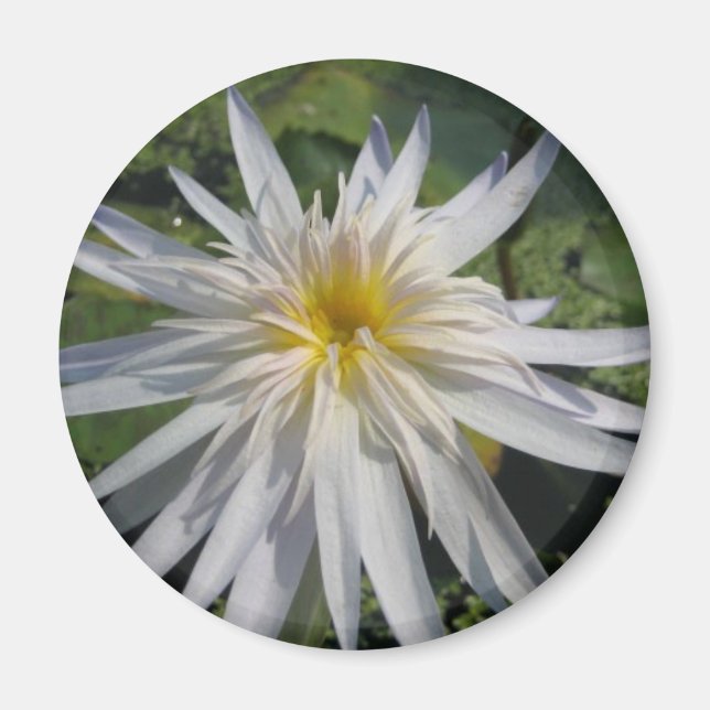 Imã Cactus Jack (Frente)