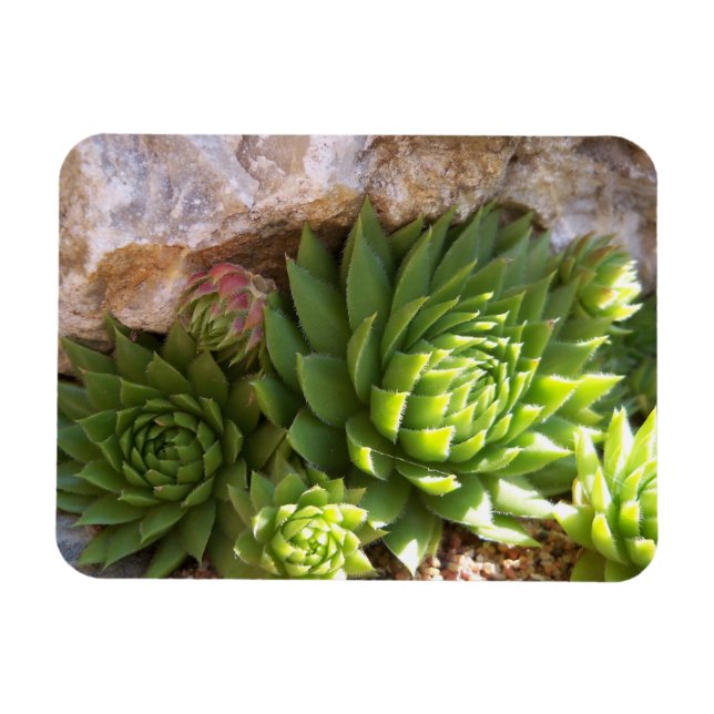 Ímã Cactus Magnet (Horizontal)