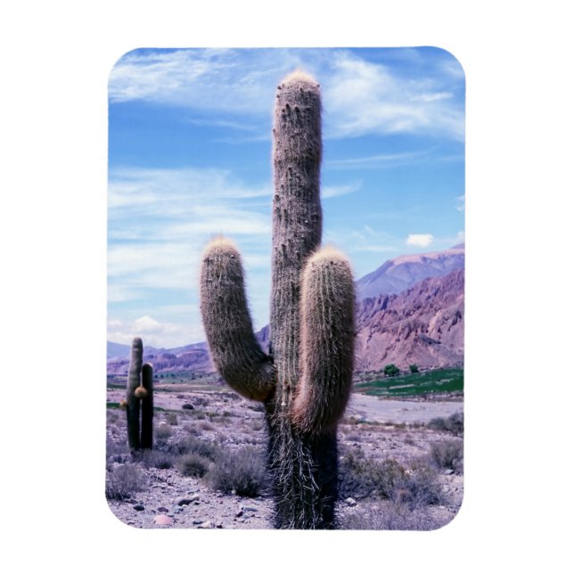 Ímã Cactus na província de Jujuy - Argentina Norte (Vertical)