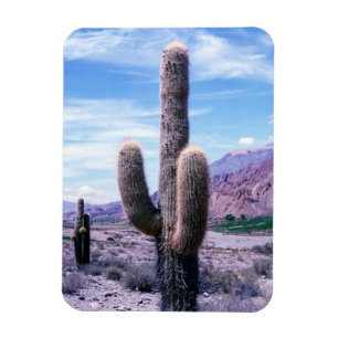 Ímã Cactus na província de Jujuy - Norte Argentina