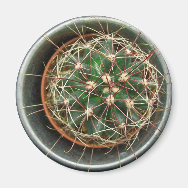 Imã Cactus no frigorífico (Frente)