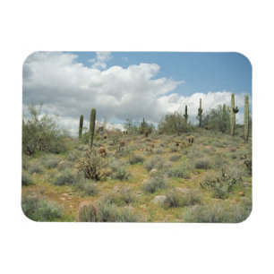 Ímã Cactus Pastoral Decorative Western Photos Magnets