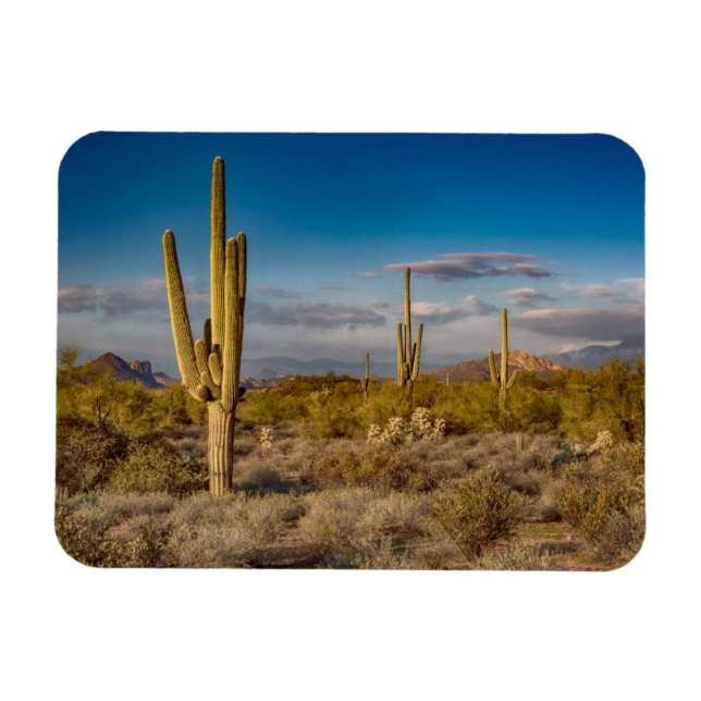 Ímã Cactus Sunset na Arizona (Horizontal)