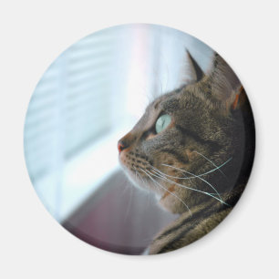 Imã Cada o gatinho contempla fora