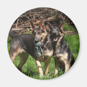 Imã Cães de german shepherd azuis
