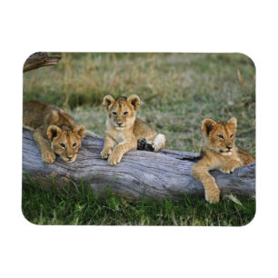 Ímã Cães de leões em log, Panthera leo, Masai Mara, 2