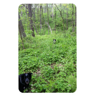 Ímã Cães na floresta