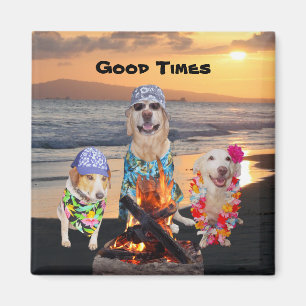 Imã Cães na praia no por do sol