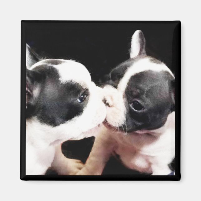 Imã Cãezinhos-buldogue franceses (Frente)