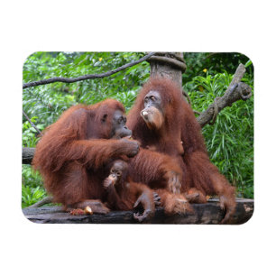 Ímã Café da manhã com o Zoológico Orangutans de Sin