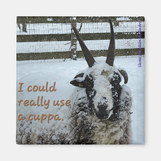 Imã Café Ovelha Magneta #1 - Precioso