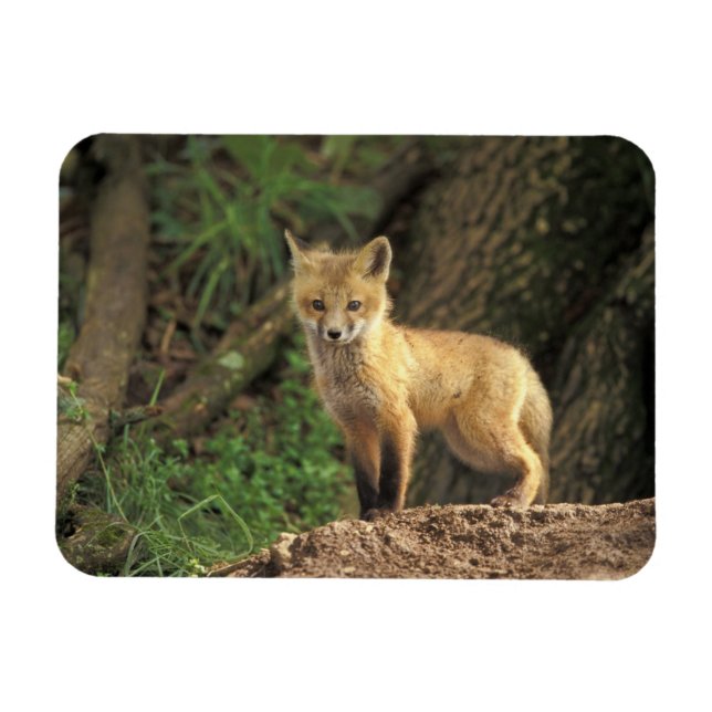 Ímã Cãibra de Raposa Vermelha em frente à toca (Vulpes (Horizontal)