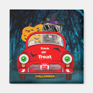 Imã Cairn Terrier Dirigindo Carro Assustador Halloween