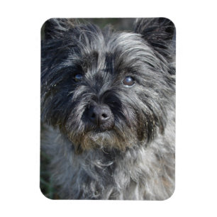 Ímã Cairn Terrier Face