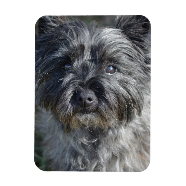 Ímã Cairn Terrier Face (Vertical)