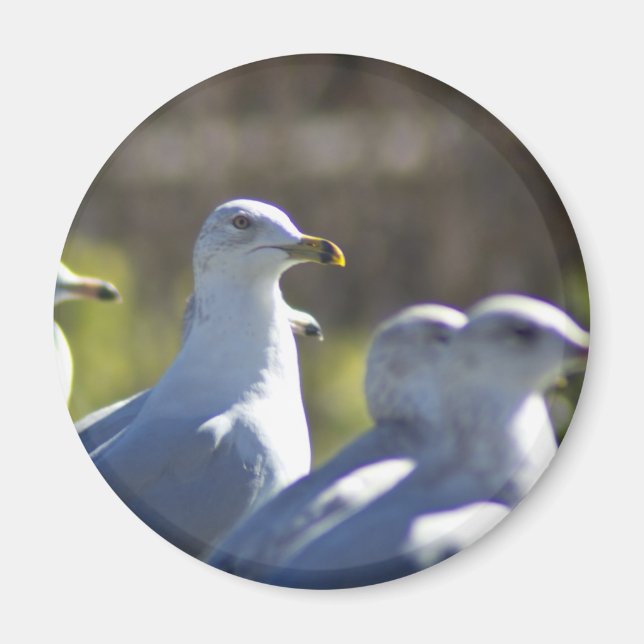 Imã Caivota em um trilho (Frente)