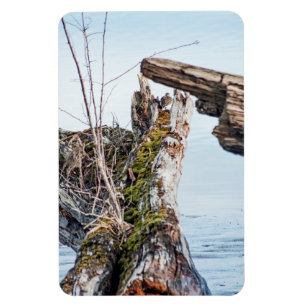 Ímã Caixa de Exibição