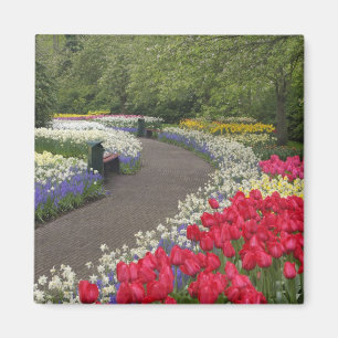 Imã Calçada através de tulipas, narcisos e