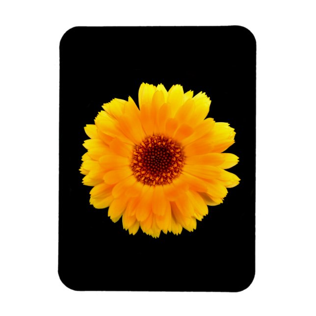 Ímã Calendula Officinalis (Vertical)