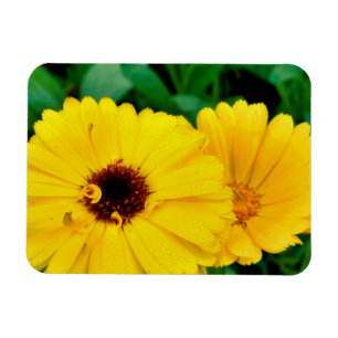 Ímã Calendula Officinalis
