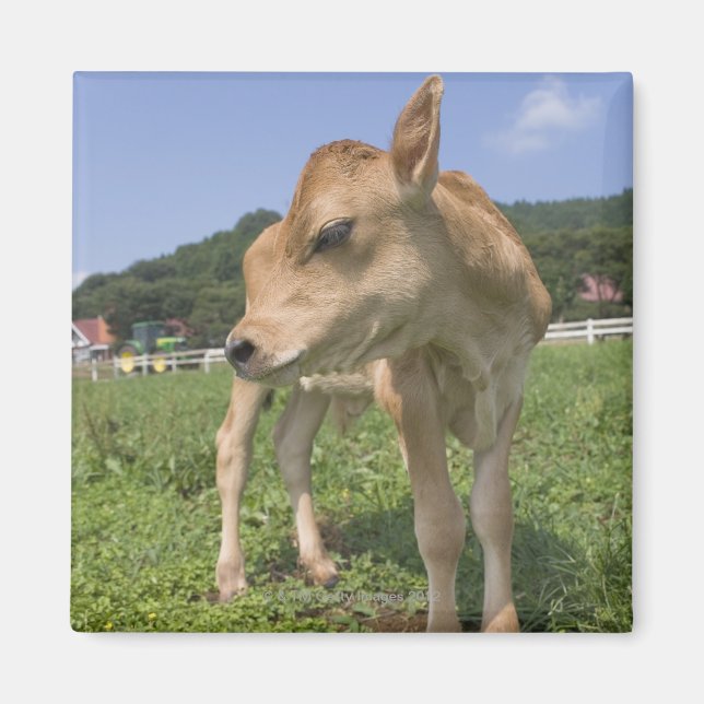 Imã Calf em pé (Frente)