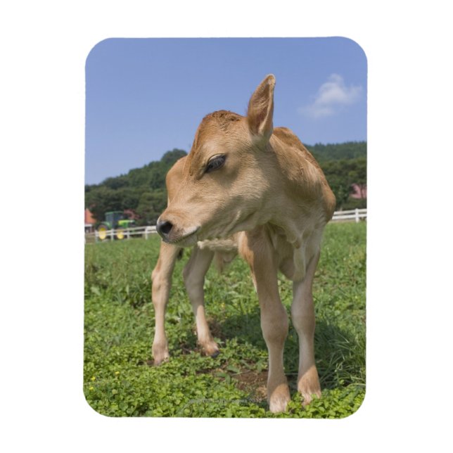 Ímã Calf em pé (Vertical)